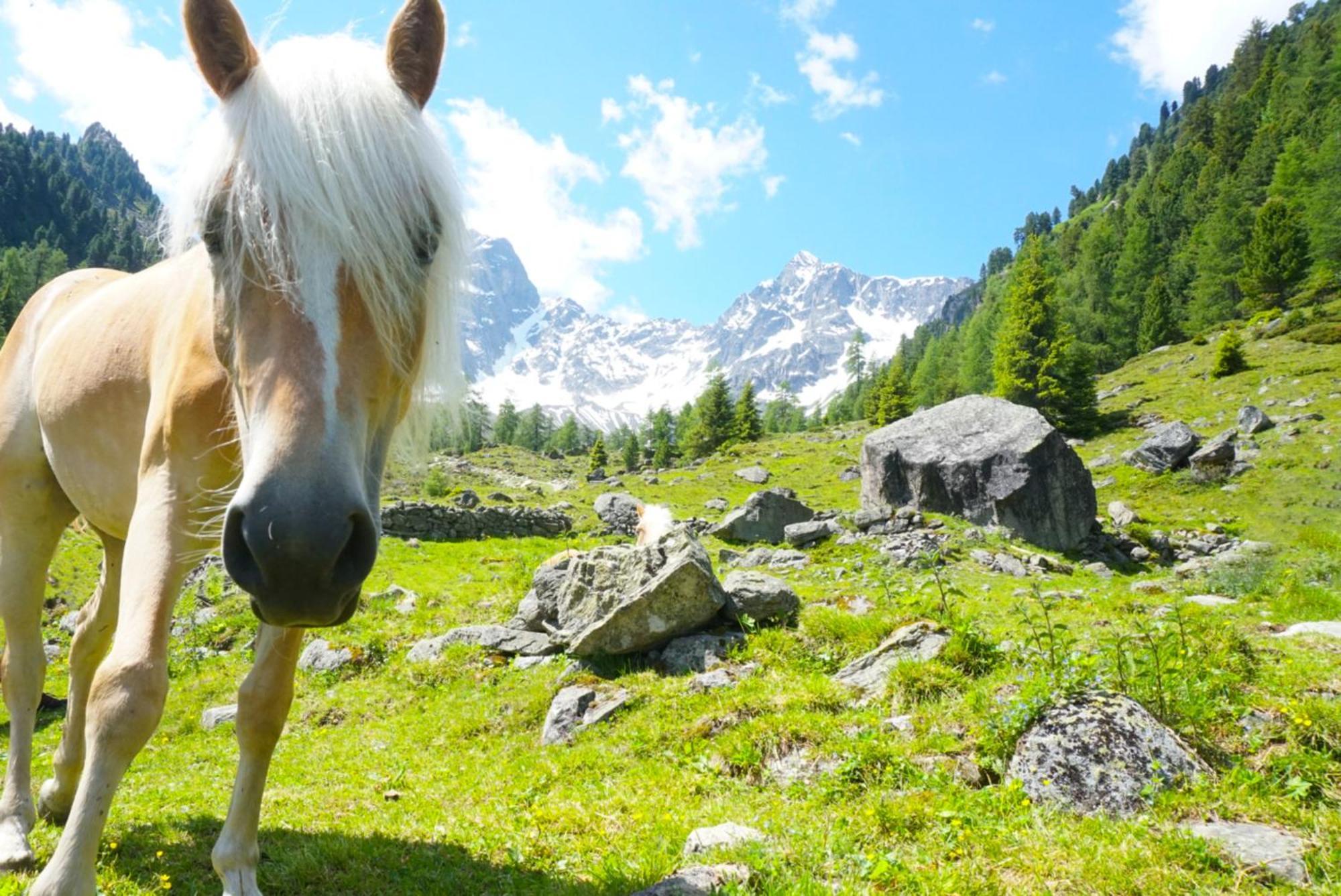 Apart Knabl Sankt Leonhard im Pitztal Kamer foto